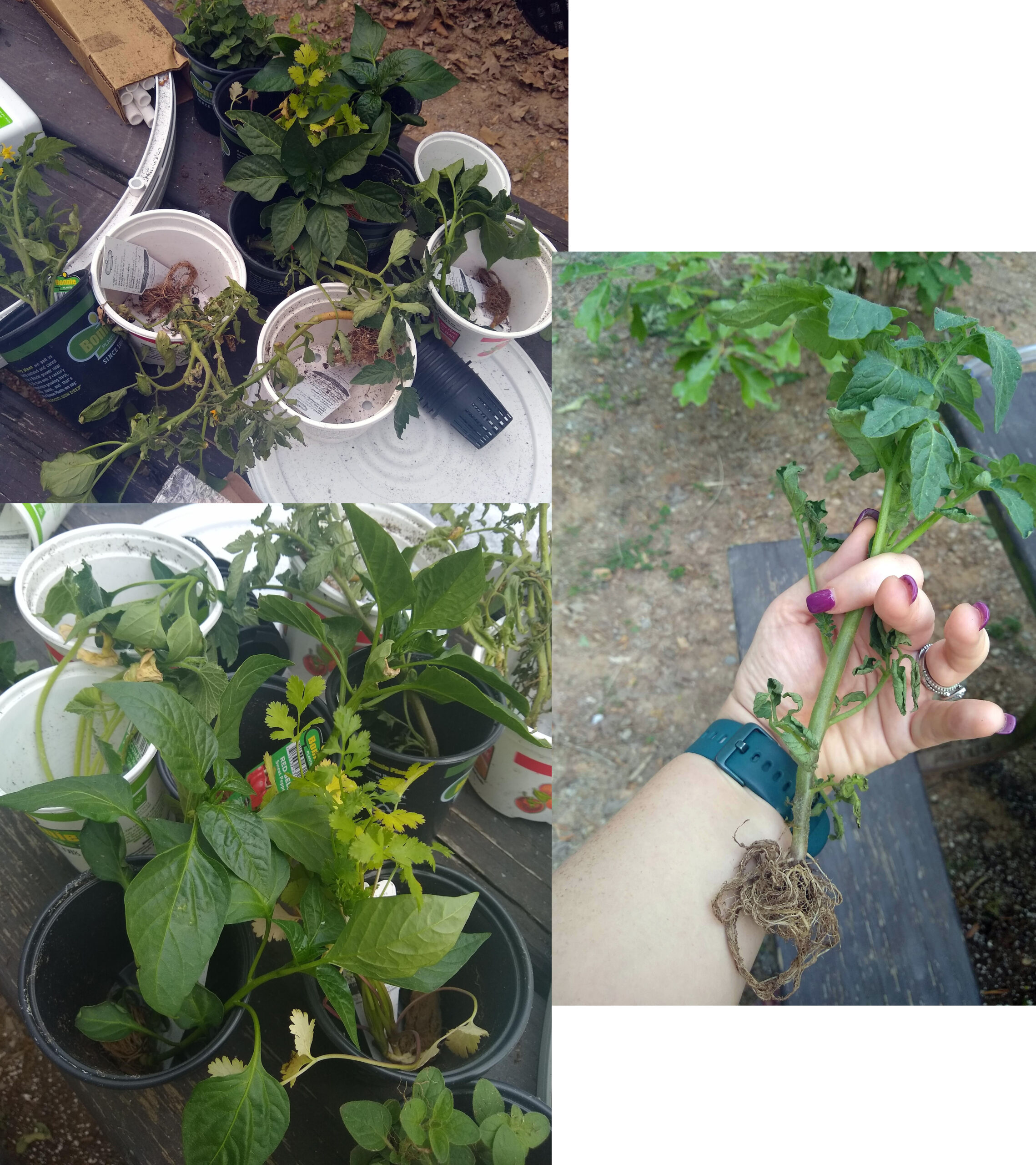 transfer plants